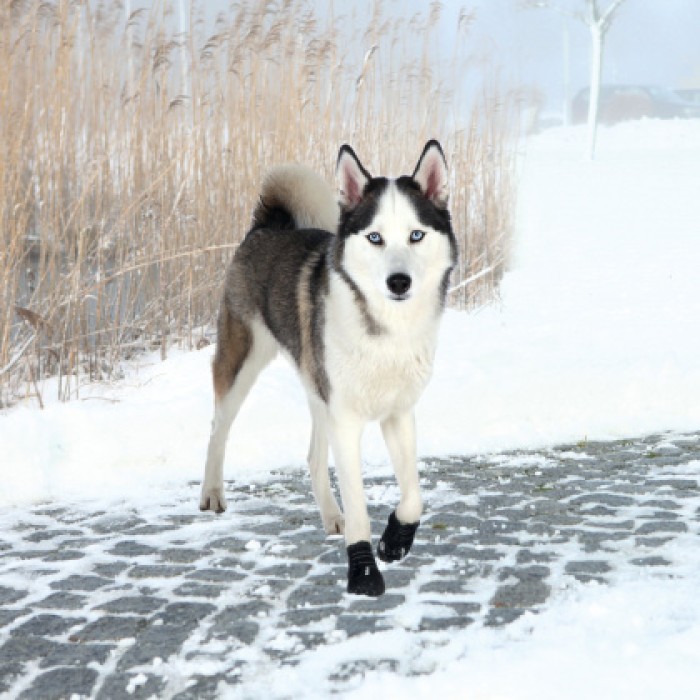 Защитные ботинки для собак TRIXIE - Walker Active L, 2 шт